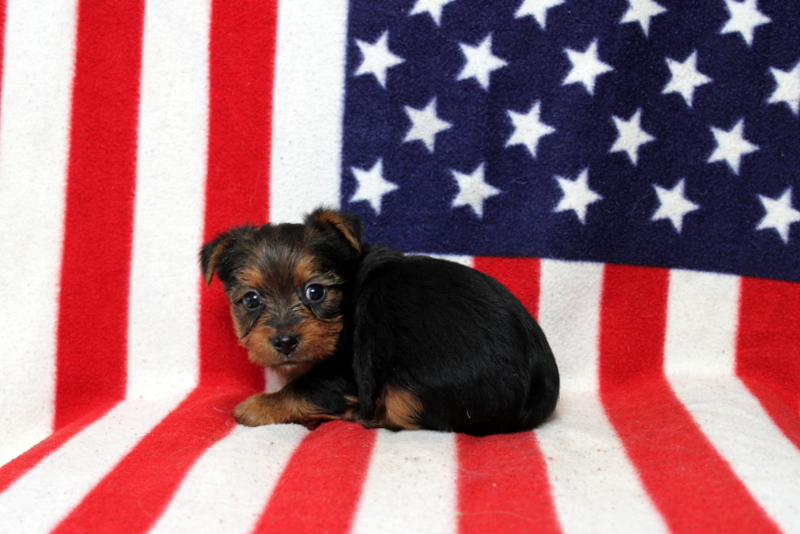 puppy, for, sale, Yorkshire Terrier, Matthew B. Stoltzfus, dog, breeder, Gap, PA, dog-breeder, puppy-for-sale, forsale, nearby, find, puppyfind, locator, puppylocator, aca